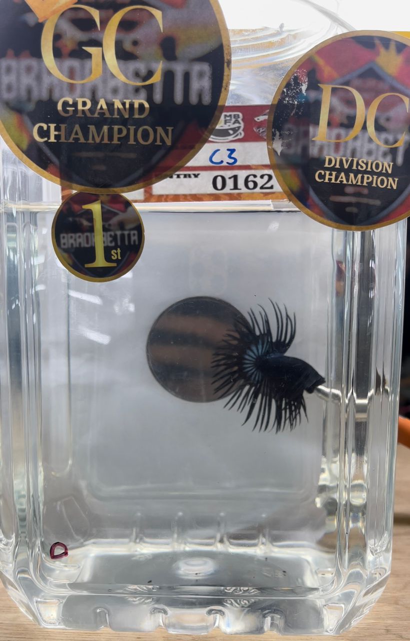 betta