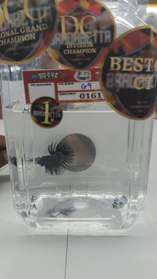 betta